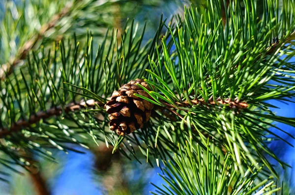 Kleurrijke Verse Groene Jonge Pine Tak Met Een Close Van — Stockfoto