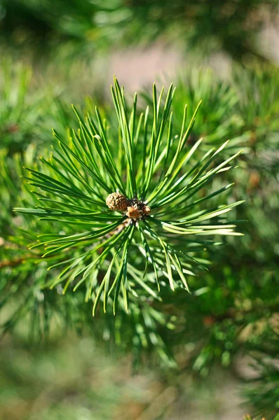 Colorful Fresh Green Young Pine Branch Close — Stock Photo, Image