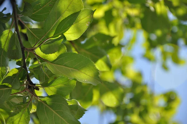 カラフルな新鮮なグリーンアップル若い枝のクローズ アップ — ストック写真