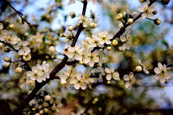 Rama Manzano Floreciente Con Flores Blancas Sobre Fondo Azul Del — Foto de Stock