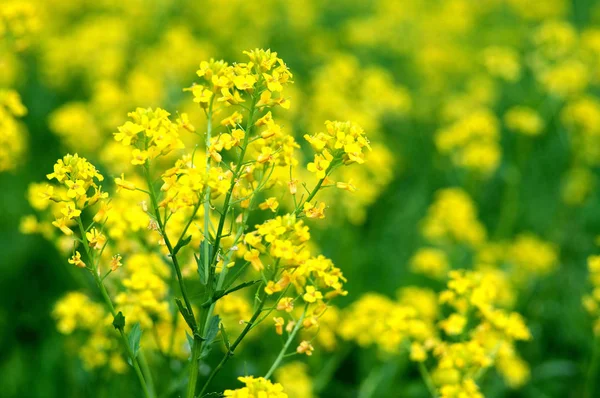 Colorati Fiori Colza Gialli Freschi Crescione Barbarea Vulgaris Con Primo — Foto Stock