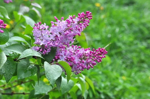 五颜六色的紫色丁香的鲜湿的分支与雨滴在叶子特写 — 图库照片