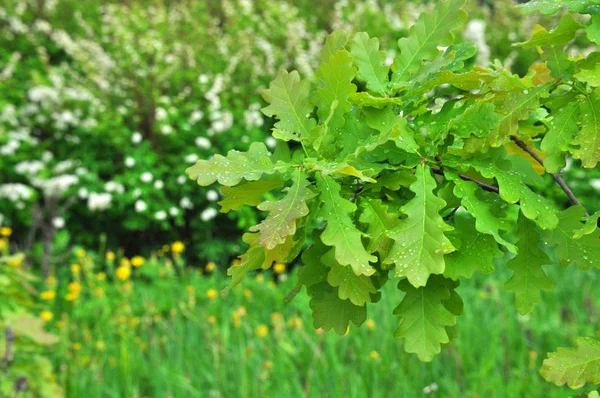 Rama Húmeda Verde Fresca Colorida Roble Joven Con Gotas Lluvia —  Fotos de Stock