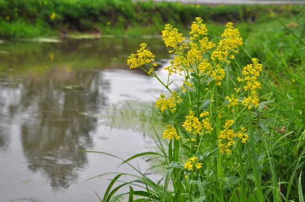 Цветущие Свежие Желтые Цветы Горькой Грибы Barbarea Vulgaris Рядом Водой — стоковое фото