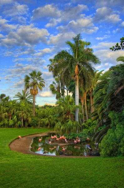 Fenicotteri Vicino Alle Palme Laghetto Tenerife Isole Canarie — Foto Stock