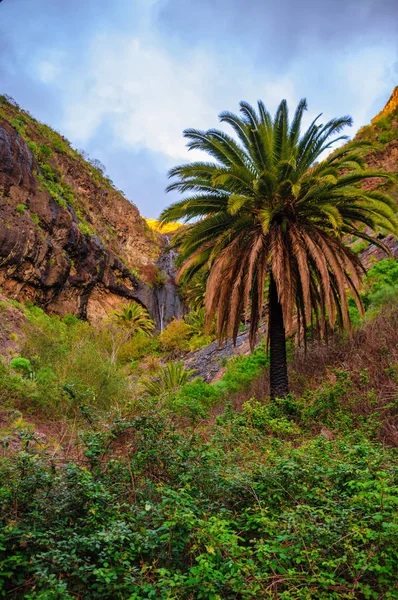 Palmiers Près Masca Village Avec Montagnes Tenerife Îles Canaries — Photo