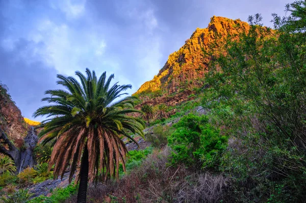 Palms Masca Village Mountains Tenerife Canarian Islands — Stock Photo, Image