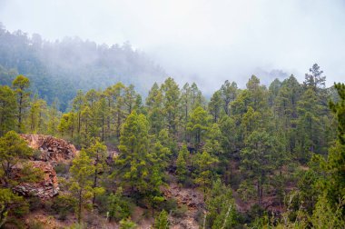 Corona Orman Doğa Parkı, Tenerife, Kanarya Adaları 'nda Kanarya Çamları, Pinus Kanaryası