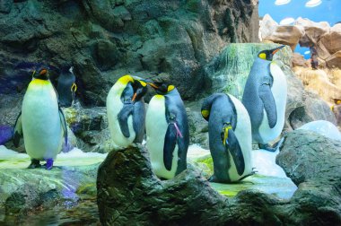 Büyük Kral penguenler Loro Parque, Tenerife, Kanarya Adaları'nda