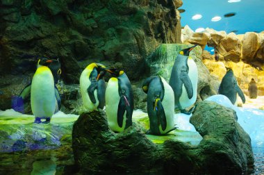 Büyük Kral penguenler Loro Parque, Tenerife, Kanarya Adaları'nda