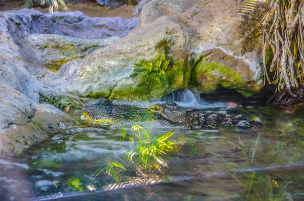 美洲短吻鳄在鹦鹉公园 特内里费岛 加那利群岛 — 图库照片