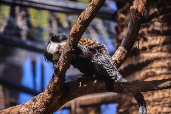 Titi Tamarínská Opice Loro Parque Tenerife Kanárské Ostrovy — Stock fotografie