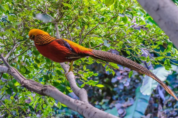 Goldern Φασιανός Loro Parque Τενερίφη Κανάριοι Νήσοι — Φωτογραφία Αρχείου