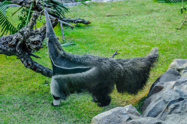 Ant Eater Loro Parque Tenerife Islas Canarias — Foto de Stock