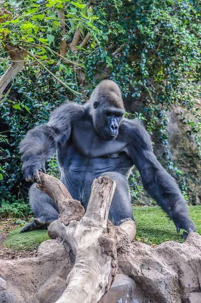 Potret Gorila Barat Dataran Rendah Loro Parque Tenerife Kepulauan Canary — Stok Foto