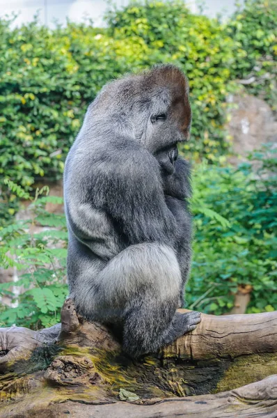 Retrato Gorila Tierras Bajas Loro Parque Tenerife Islas Canarias — Foto de Stock