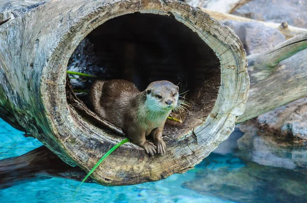 Европейский Выдра Lutra Lutra Loro Parque Тенерифе Канарские Острова — стоковое фото