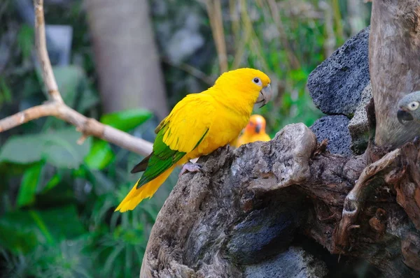 Pestré Žluté Papoušek Slunce Conure Aratinga Solstitialis Stojící Větvi — Stock fotografie