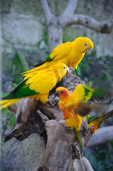 Pestré Žluté Papoušek Slunce Conure Aratinga Solstitialis Stojící Větvi — Stock fotografie