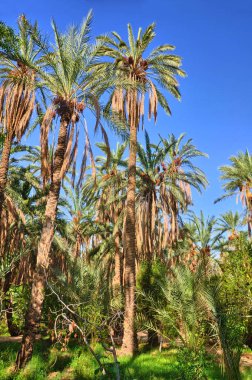 Tarihi avuç içi Tamerza oasis, Sahra Çölü, Tunus, Afrika, Hdr ormanlarda