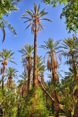 Tarihi avuç içi Tamerza oasis, Sahra Çölü, Tunus, Afrika, Hdr ormanlarda