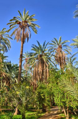 Tarihi avuç içi Tamerza oasis, Sahra Çölü, Tunus, Afrika, Hdr ormanlarda