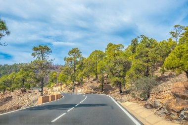 Kanarya pines Corona Forestal doğa parkı, Tenerife, Kanarya Adaları'nda yolda.