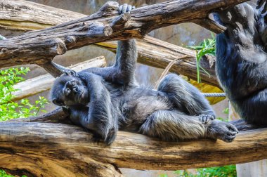 Şempanze, chim maymun uyuyor Loro Parque, Tenerife, Kanarya Adaları.
