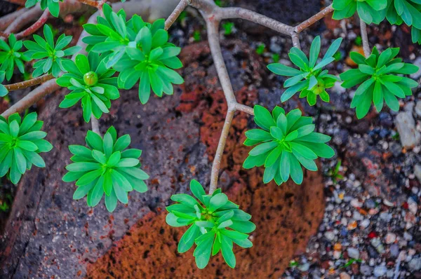 Impianto Sulla Costa Nord Occidentale Tenerife Vicino Faro Punto Teno — Foto Stock