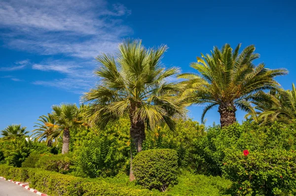 椰枣与蓝色的晴朗的天空在突尼斯哈马马特 — 图库照片
