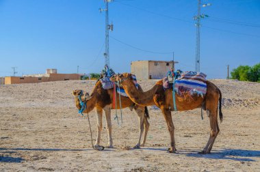 Dromedary deve Tunus, Afrika Sahra Çölü ayakta.