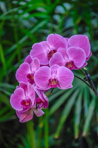 Rosa Gestreifte Orchideenblume Mit Blättern Hintergrund — Stockfoto