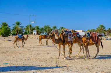 Dromedary deve Tunus, Afrika Sahra Çölü ayakta.