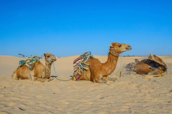 Dromadaire Chameaux Couchés Sur Sable Dans Désert Sahara Tunisie Afrique — Photo