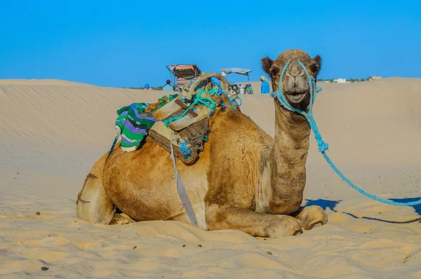 Dromadaire Chameau Dans Désert Sahara Tunisie Afrique — Photo