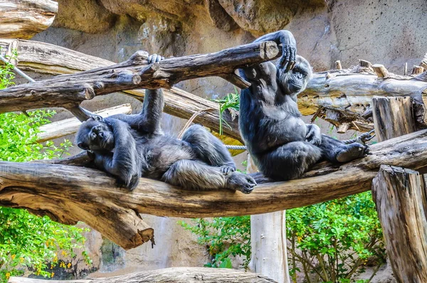 位于加那利群岛Tenerife的Loro Parque的黑猩猩 黑猩猩和猴子 — 图库照片