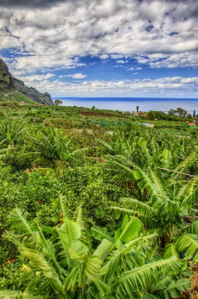 Plantação Palmeiras Banana Costa Noroeste Tenerife Ilhas Canárias — Fotografia de Stock