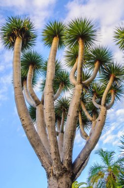 Dragon ağaçlar, Kanarya Adaları, İspanya dağlarında Dracaena