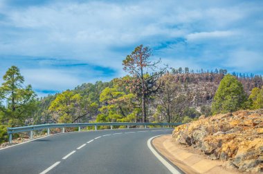 Kanarya pines Corona Forestal doğa parkı, Tenerife, Kanarya Adaları'nda yolda.