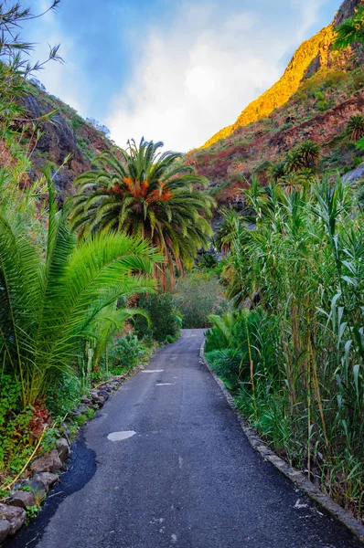 Palms Road Masca Village Mountains Tenerife Canarian Islands — Stock Photo, Image