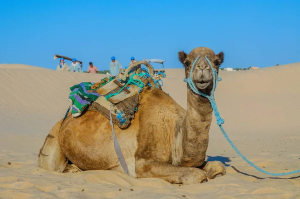 Dromadaire Chameau Dans Désert Sahara Tunisie Afrique — Photo