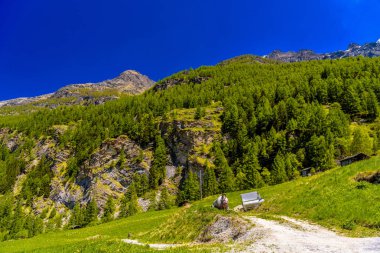 Çam ormanı, Randa, Visp, Wallis Valais İsviçre ile Alp Dağları