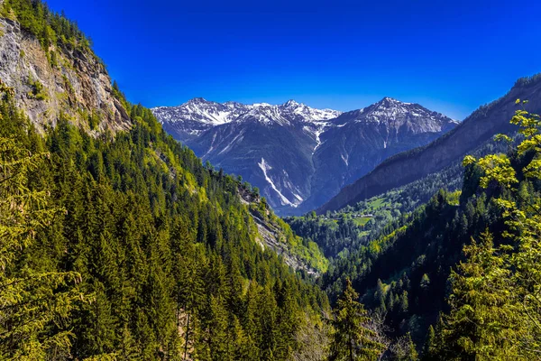 Alpes Montanhas Cobertas Com Pinhal Leukerbad Leuk Visp Wallis Valais — Fotografia de Stock