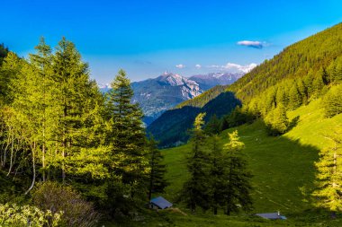 Çam ağaçları ve orman Alp Dağları, Martigny-Combe, Martigny, Wallis, Valais, İsviçre