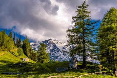Çam ağaçları alanlarında Alp Dağları, Martigny-Combe, Martigny, Wallis, Valais, İsviçre