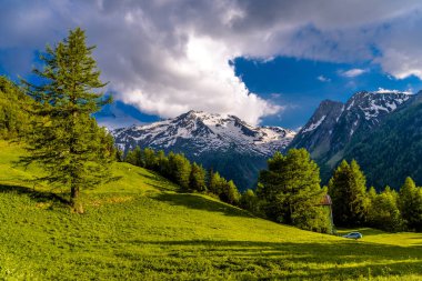 Çam ağaçları alanlarında Alp Dağları, Martigny-Combe, Martigny, Wallis, Valais, İsviçre