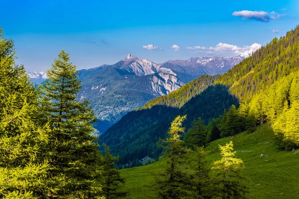 Pinheiros Florestas Nas Montanhas Dos Alpes Martigny Combe Martigny Wallis — Fotografia de Stock