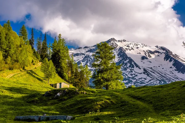 Çam ağaçları alanlarında Alp Dağları, Martigny-Combe, Martigny, Wallis, Valais, İsviçre