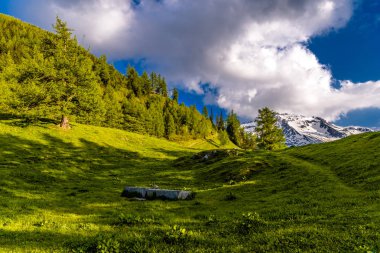 Çam ağaçları alanlarında Alp Dağları, Martigny-Combe, Martigny, Wallis, Valais, İsviçre