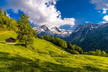Çam ağaçları alanlarında Alp Dağları, Martigny-Combe, Martigny, Wallis, Valais, İsviçre